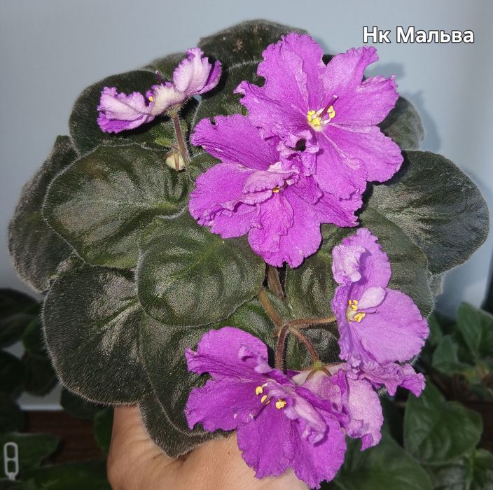 Фиалки разные продам