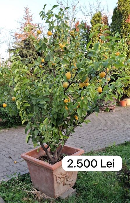 Lămai Pomi cu multe fructe