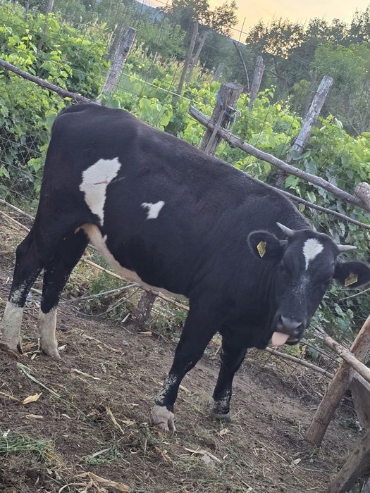 Vitică are un an si un pic este data la taur