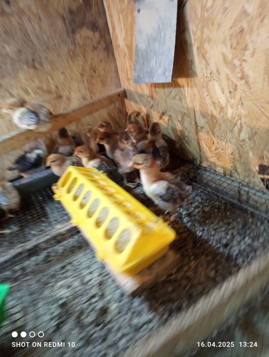 Цыплята Кучинские.