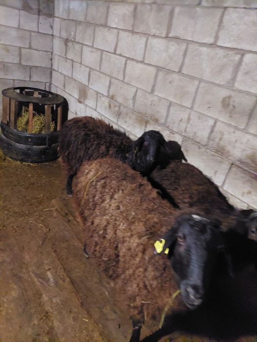 Продам баранов (овцематки) крупные