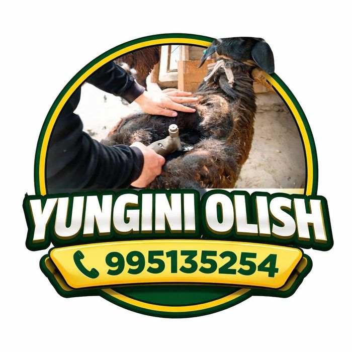 Qoʻylarning yungini olish