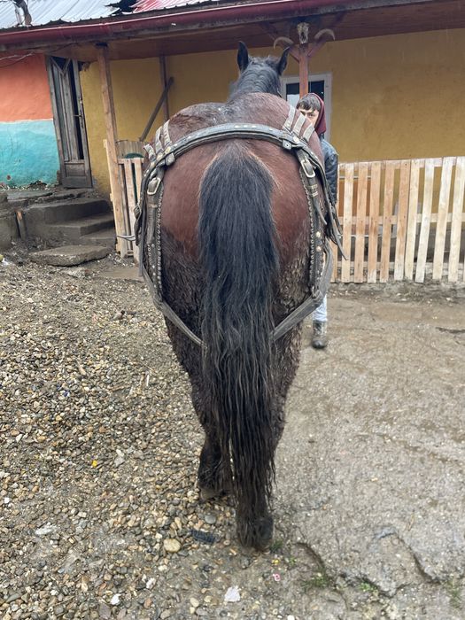 Vand manză de un an si 5 luni