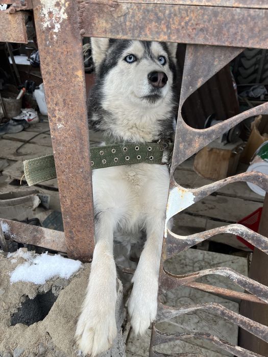 Хаски собака