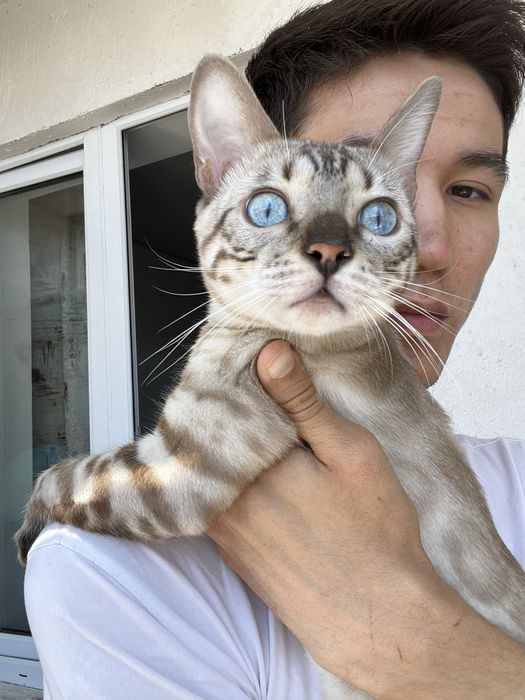 Бенгалский кот на вязку
