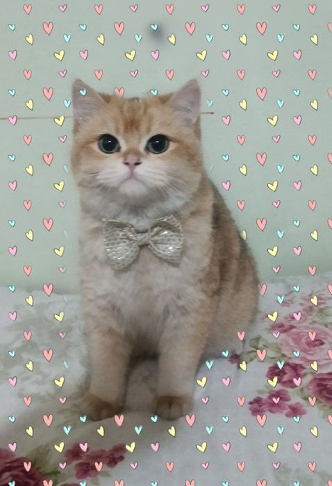 VIYASKAGA qiz mushuklarni taklif qilamiz