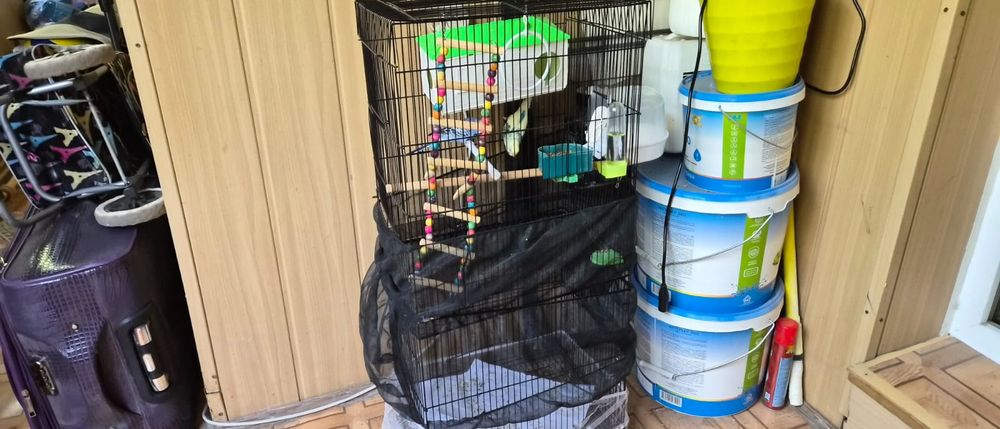 Волнистые папугаи