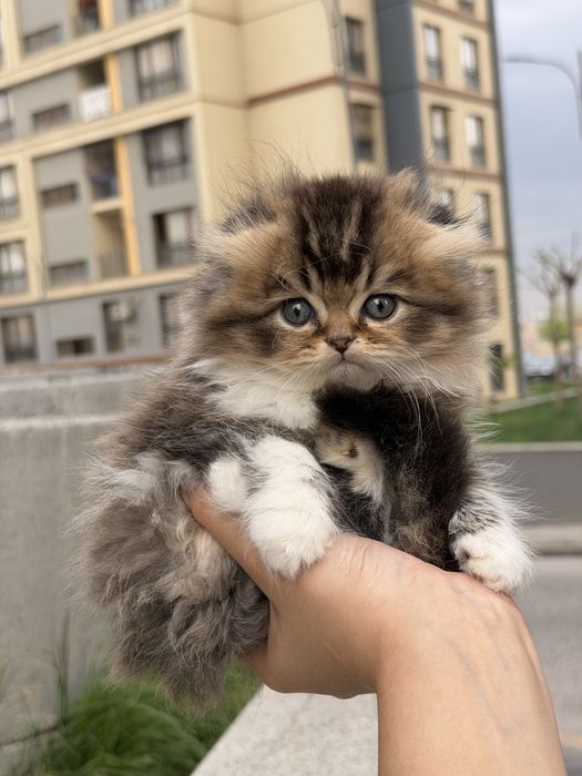Кот на вязку Британский длинношерст