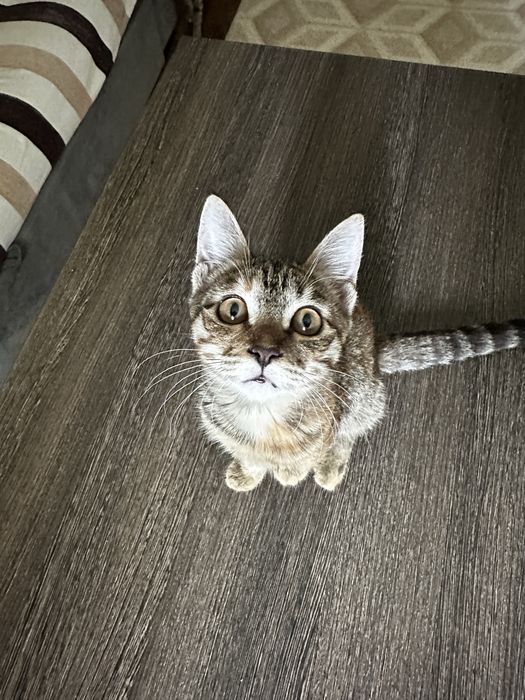 Пристраивается котенок