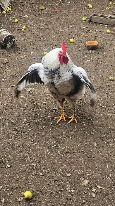 Vând cocoș din 2026