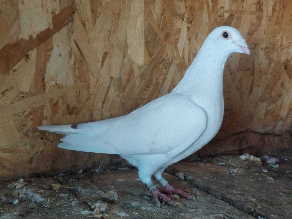 Femele voltat indian si pereche voiajori