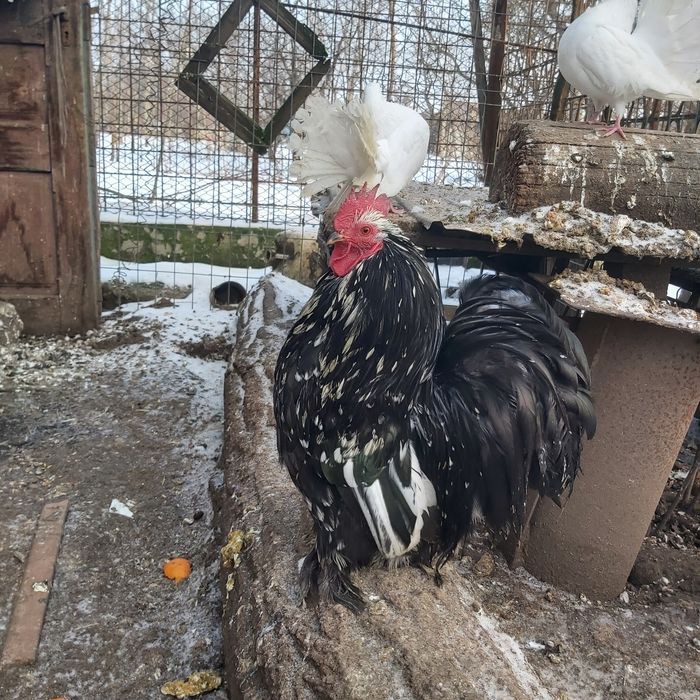 Găinușe și cocoșei pitici