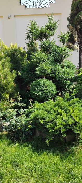 Landshaftniy dizayn (hammasi o’zimizzi ishla internetdan olinmagan)