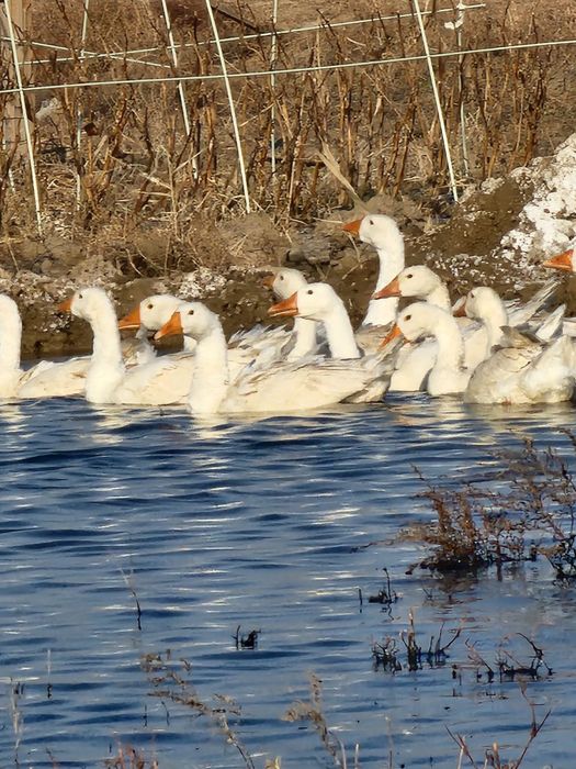 Гуси, индейка  оптом