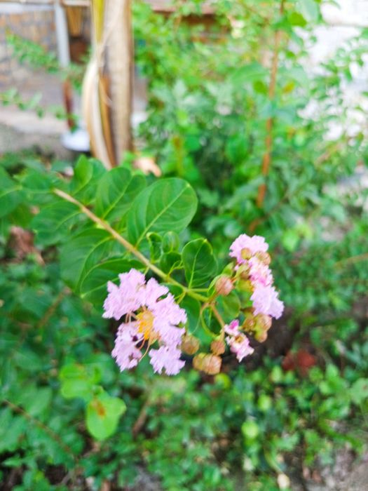 Индийски люляк розов