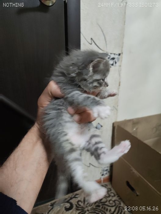 Котята очаровашки