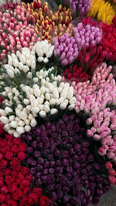 Тюльпаны по низким ценам