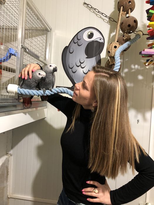 Папагали Жако-Конго