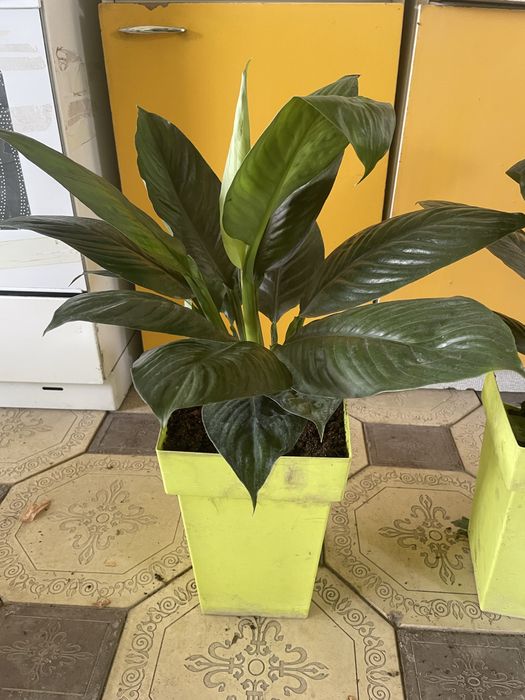 Комнатные растения