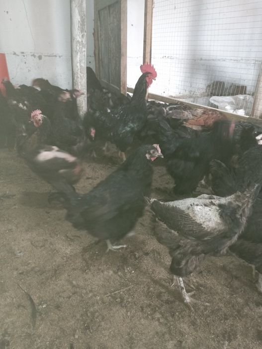 Xonaki qora tovuqlar sotiladi