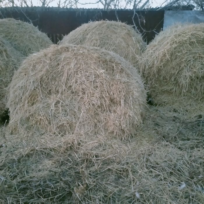 Продам солому ячменную 30 рулонов и сено лесное30