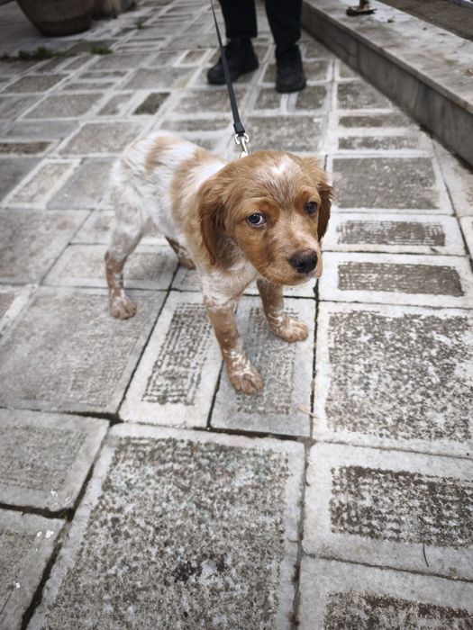 Епаньол Бретон на  3 месеца