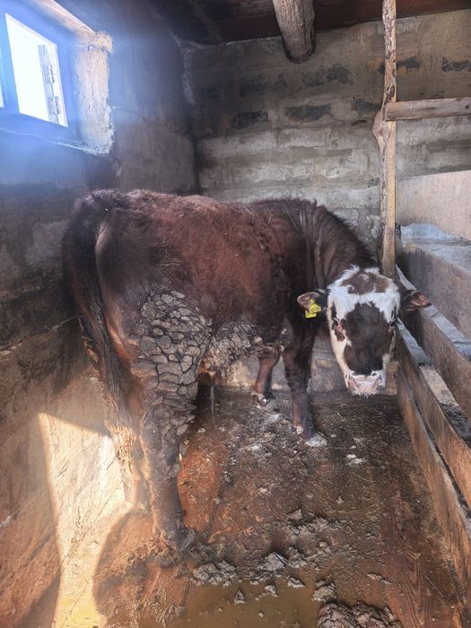 Бұқалар сктылады