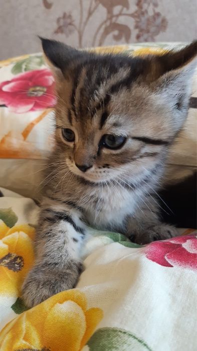 Продам ласковых котят
