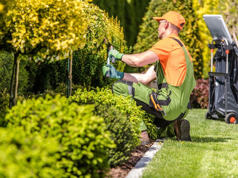 Обрезка, стрижка, уход уборка, дезинфекция оброботка Садовник Богбон.