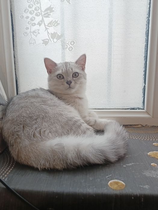 Продается подброшенный кот, серебристая шиншилла.