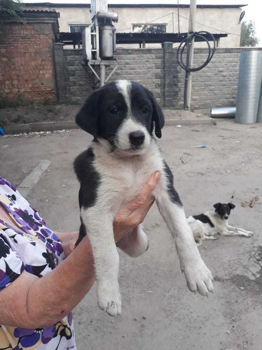 Невероятно умные щенки