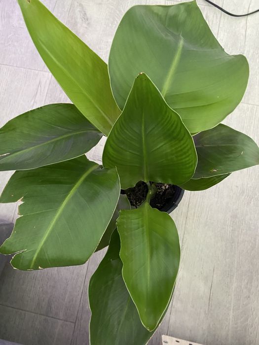 Стрелиция много ростов