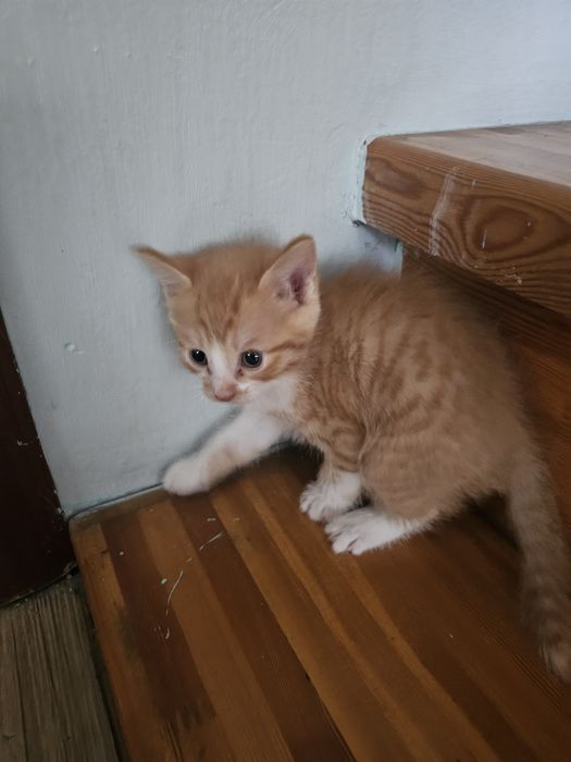 Отдам котят в хорошие руки