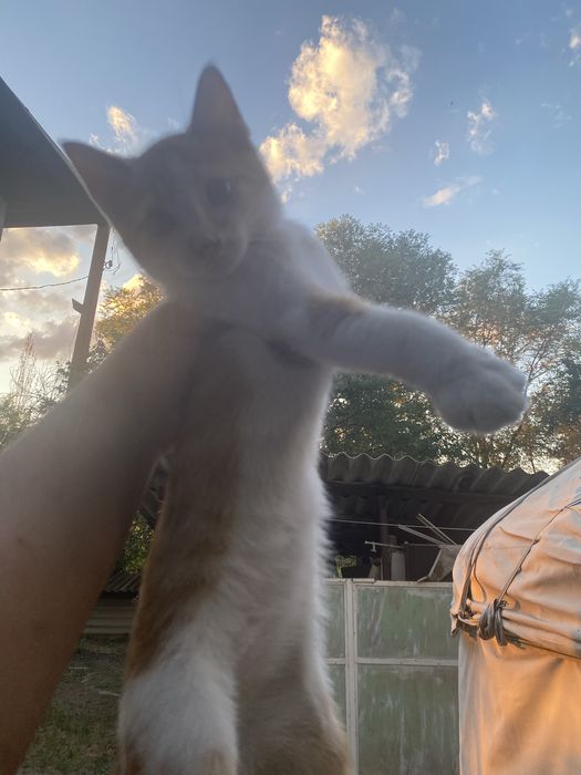 Отдаем котят в хорошие руки