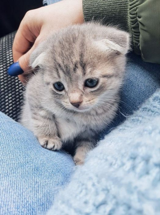 Шотландский вислоухий короткошерстный котенок