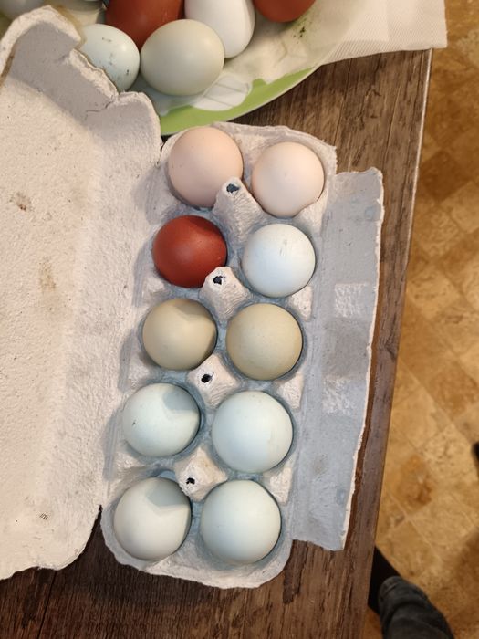 Oua de gaina de consum sau incubat