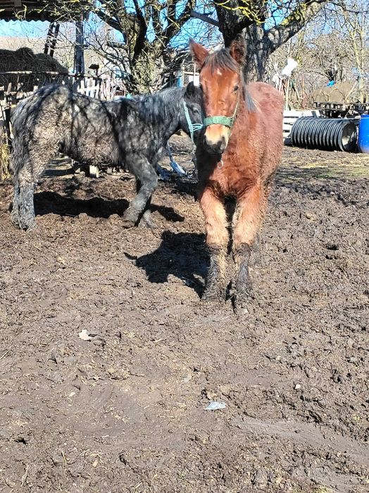 Caii de vânzare  mânzi de 7 luni