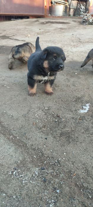 Продам щенков немецкой овчарки!