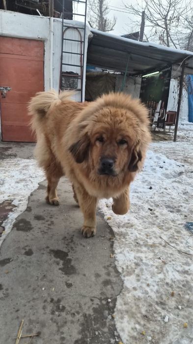 Тибетский Мастиф