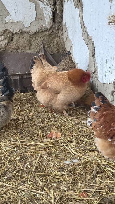 Куры  и  Петушки.