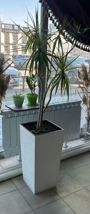 Продам драцену в кашпо