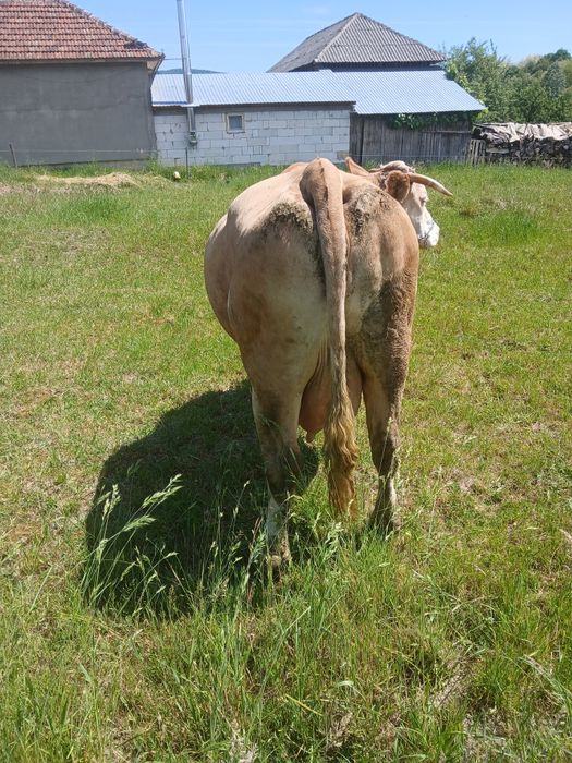 Vaca Balțata Romaneasca