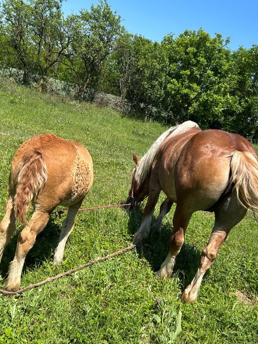 Vând iapă cu mânză de 2 luni mai multe detalii în privat