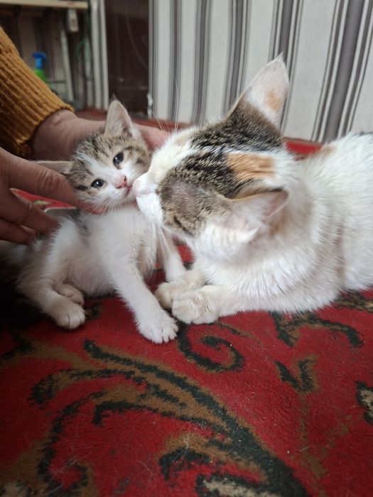 Hamma ovqata o"rgangan