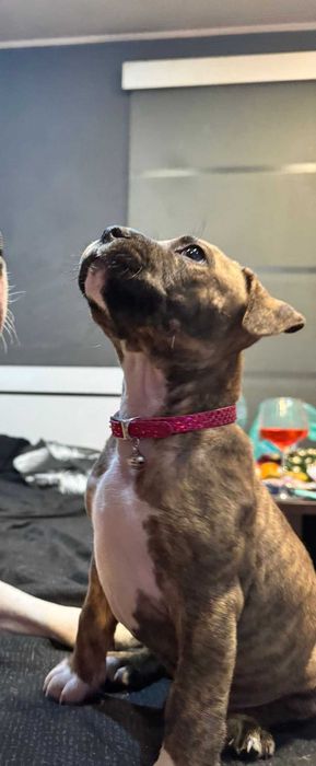 Pui American Staffordshire Terrier (Amstaff)