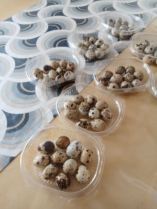 Бөдене жұмыртқалары мен еті сатылымда бар