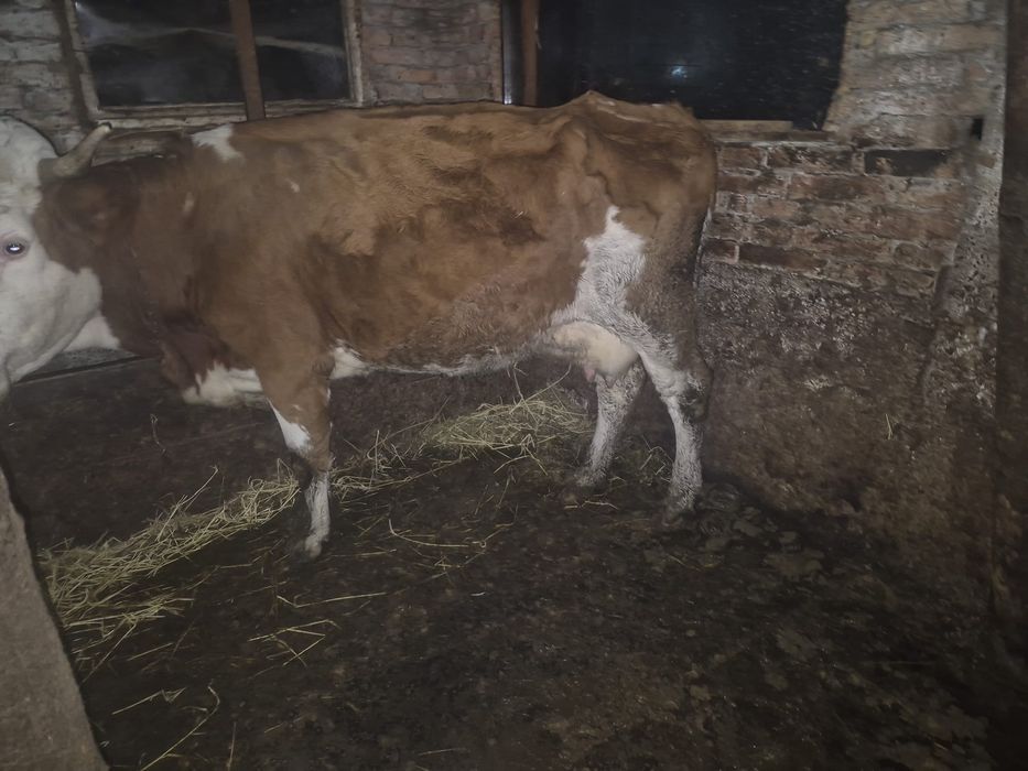 Vând vacă Bălțata Românească