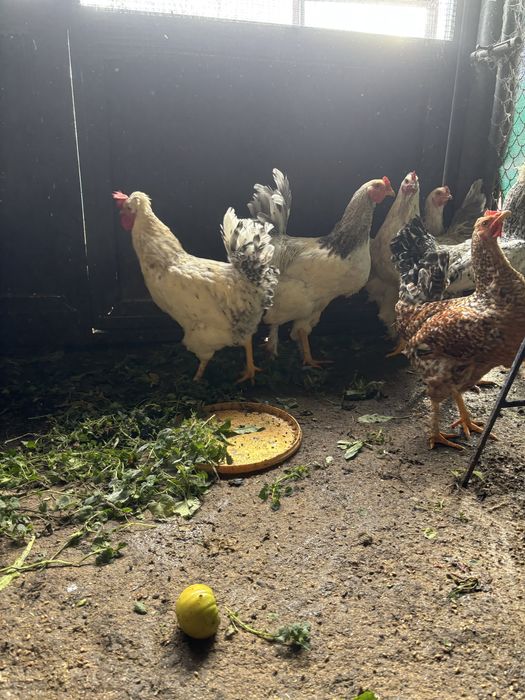 Vand cocosi pitici si mari