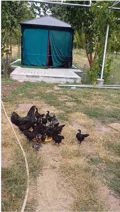 Vand pui de o zi rasa australorp !