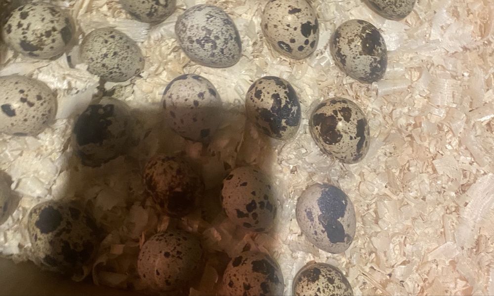 Pui si oua de incubat prepelita japoneza